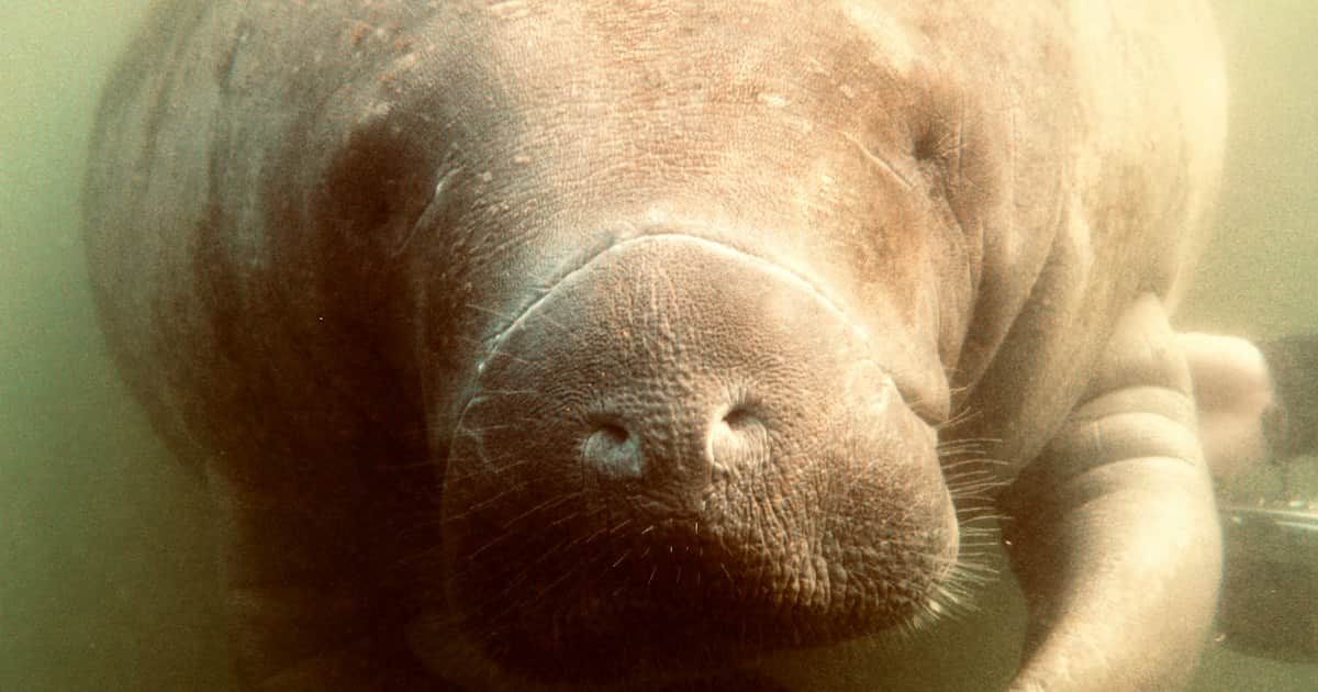 Citrus County Keeps Growing: Manatees Aren't the Only Ones Moving Here
