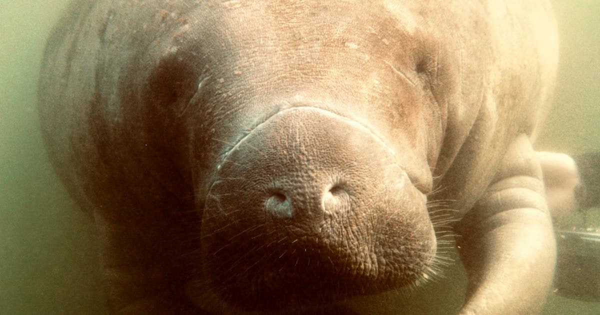 Citrus County Keeps Growing: Manatees Aren't the Only Ones Moving Here